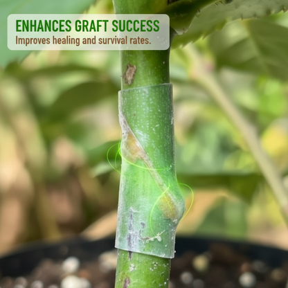 🛠️ Buy 2 Get 1 Free! ✨ 50pcs Silicone Grafting Sleeves – Flexible, Durable & Promotes Fruit Tree Healing 🌳✨